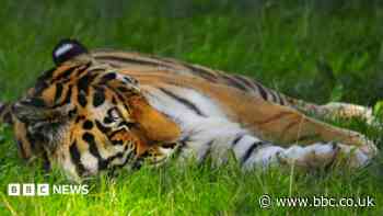 Man attacked by tiger at Yorkshire Wildlife Park