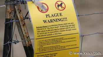 Plague in Russia sparks concern, COVID-19 pandemic memories: 5 things to know