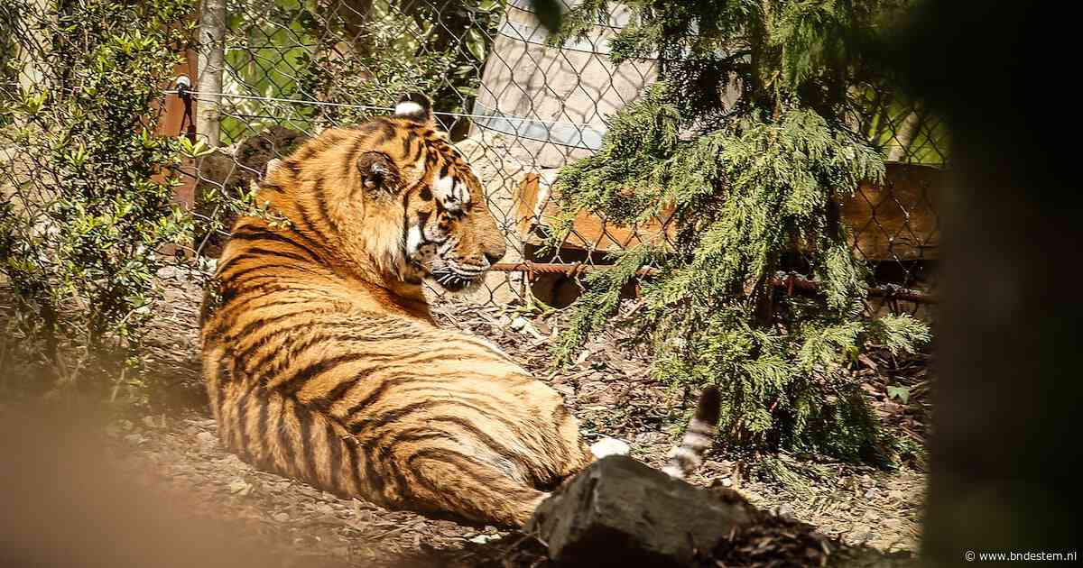 Man klimt tijgerverblijf van Britse dierentuin in en raakt zwaargewond