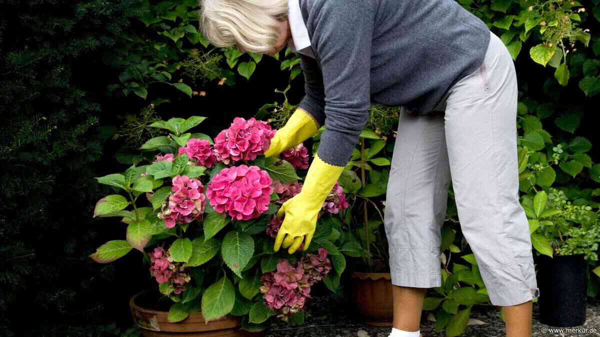 Herbstpflege für Kübel-Hortensien: Dieser Schnittfehler vernichtet Ihre Blütenpracht