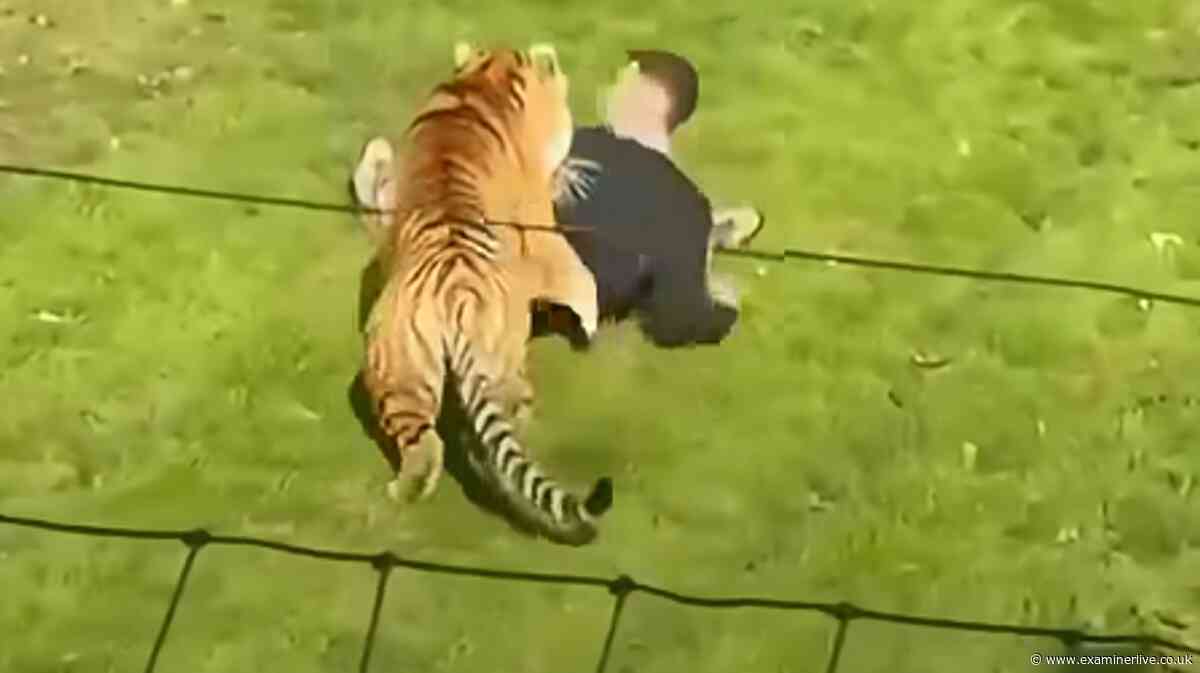 Tiger 'shot' at Yorkshire Wildlife Park after man gets inside enclosure is alive - latest from police
