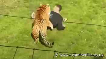 Tiger 'shot' at Yorkshire Wildlife Park after man gets inside enclosure is alive - latest from police
