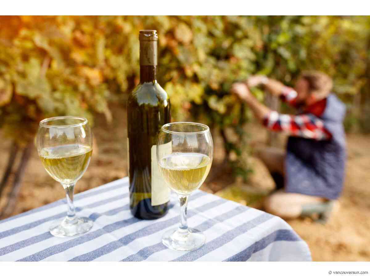 On the Vine: Okanagan’s 2025 wines proving to be vibrant and full of flavour