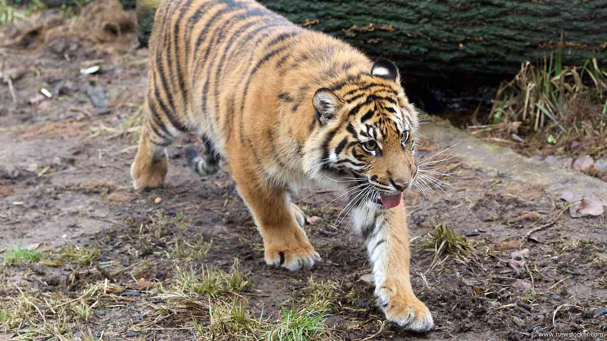 Britse dierentuin meldt ’ernstig incident’ in tijgerverblijf: ’Man aangevallen’