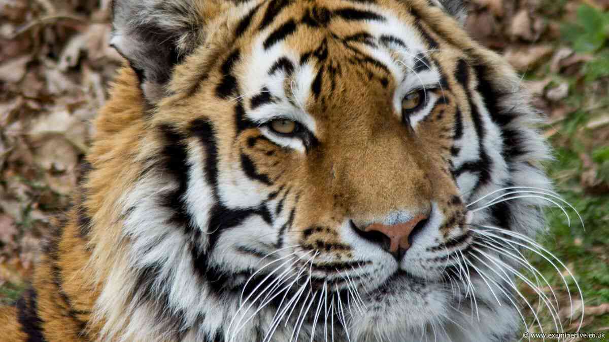 Tiger attack at Yorkshire Wildlife Park - Everything you need to know after man seriously injured