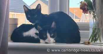 Gorgeous cats looking for their forever homes in Cambridgeshire this October