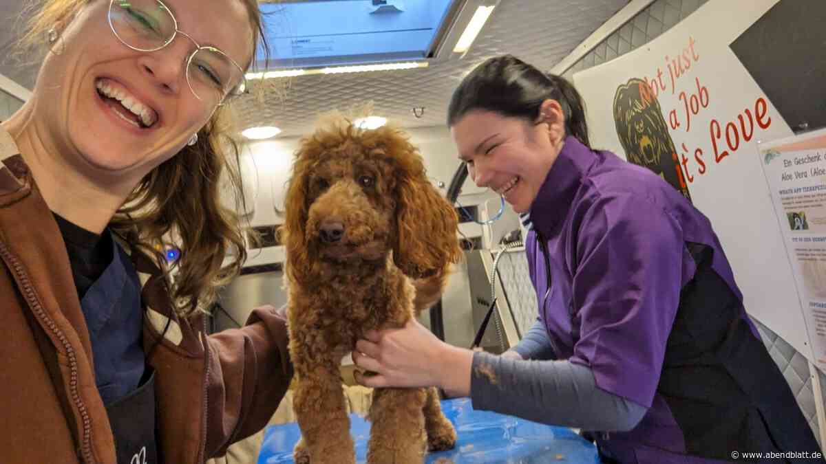 In acht Wochen zur Hundefriseurin: Wo das im Hamburger Süden möglich ist