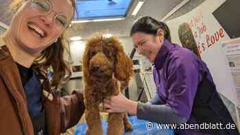 In acht Wochen zur Hundefriseurin: Wo das im Hamburger Süden möglich ist