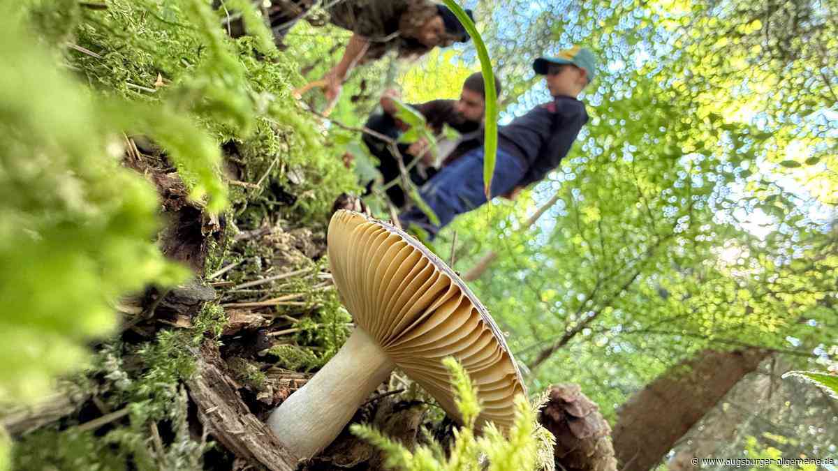 „Mittlerweile müssen wir den Pilzen hinterher reisen“: Wie der Klimawandel das Pilzjahr beeinflusst