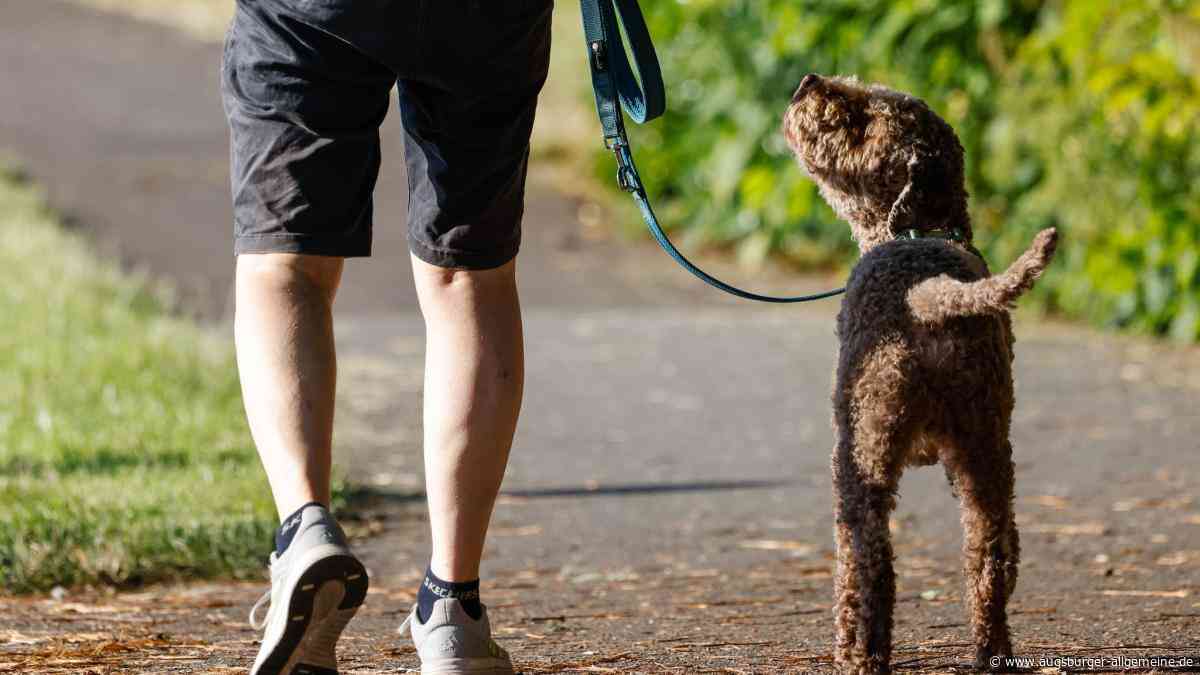Entlaufener Hund sucht seinen Besitzer