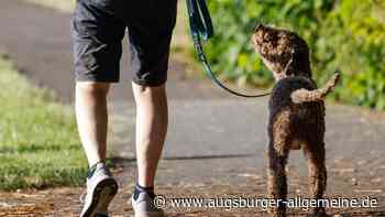 Entlaufener Hund sucht seinen Besitzer
