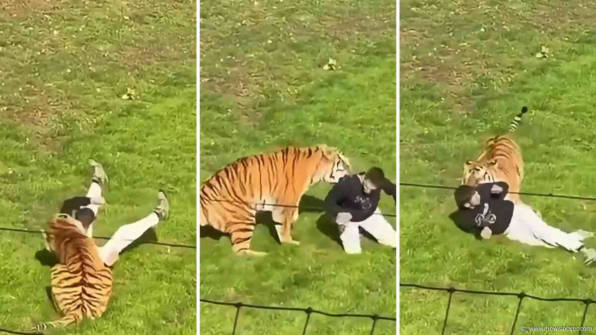 Man overleden na incident met tijger in Britse dierentuin