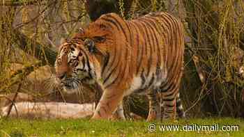 Man dies after being mauled by tiger at Yorkshire zoo when he 'leapt into enclosure' in front of stunned parkgoers