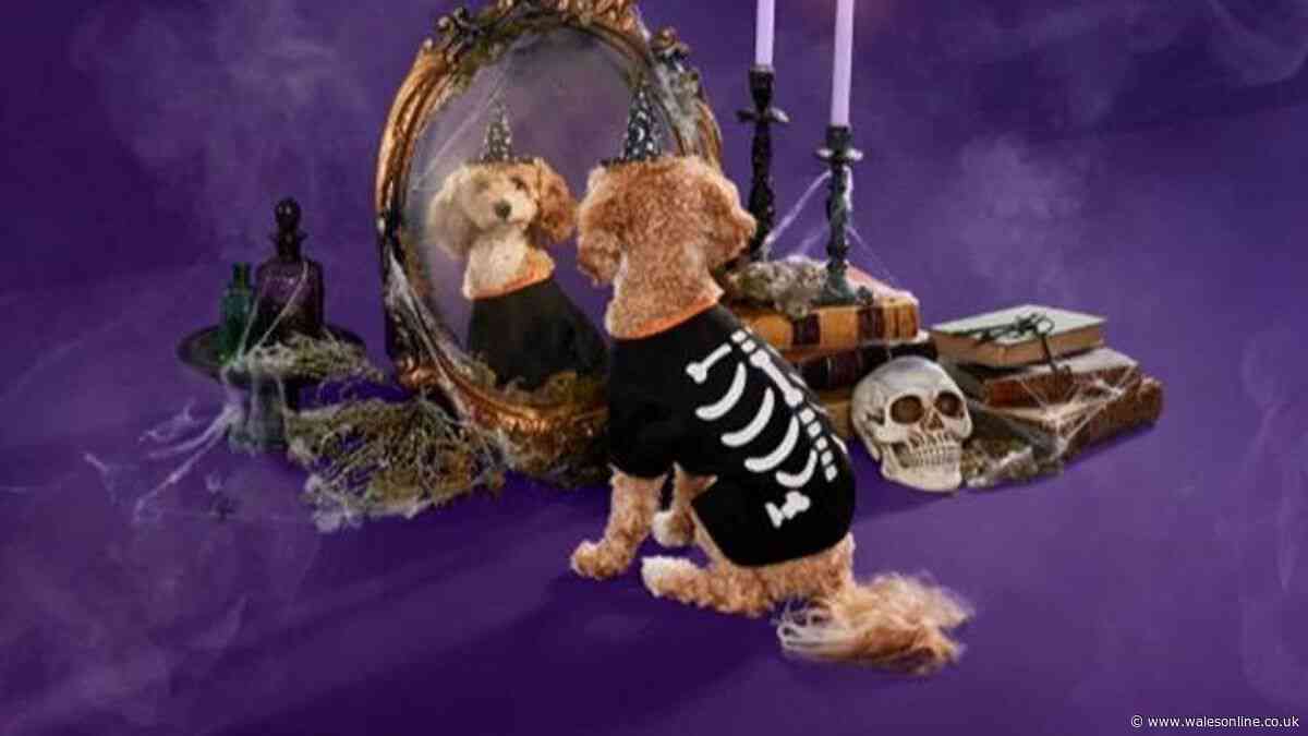 Pet parents 'obsessed' with new Halloween costumes for dogs and cats from £2