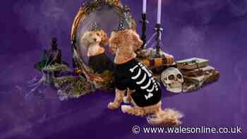 Pet parents 'obsessed' with new Halloween costumes for dogs and cats from £2