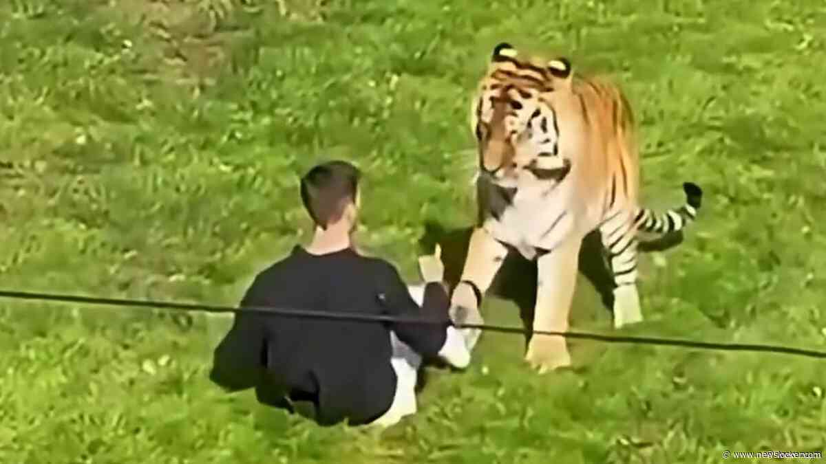 Man gedood door tijger nadat hij verblijf in Brits dierenpark was ingesprongen