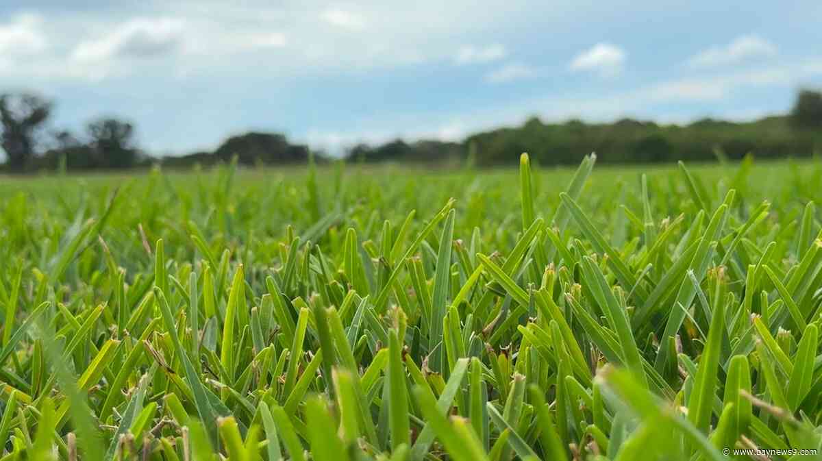 Manatee County sod farm grows one-of-a-kind fusion grass blend