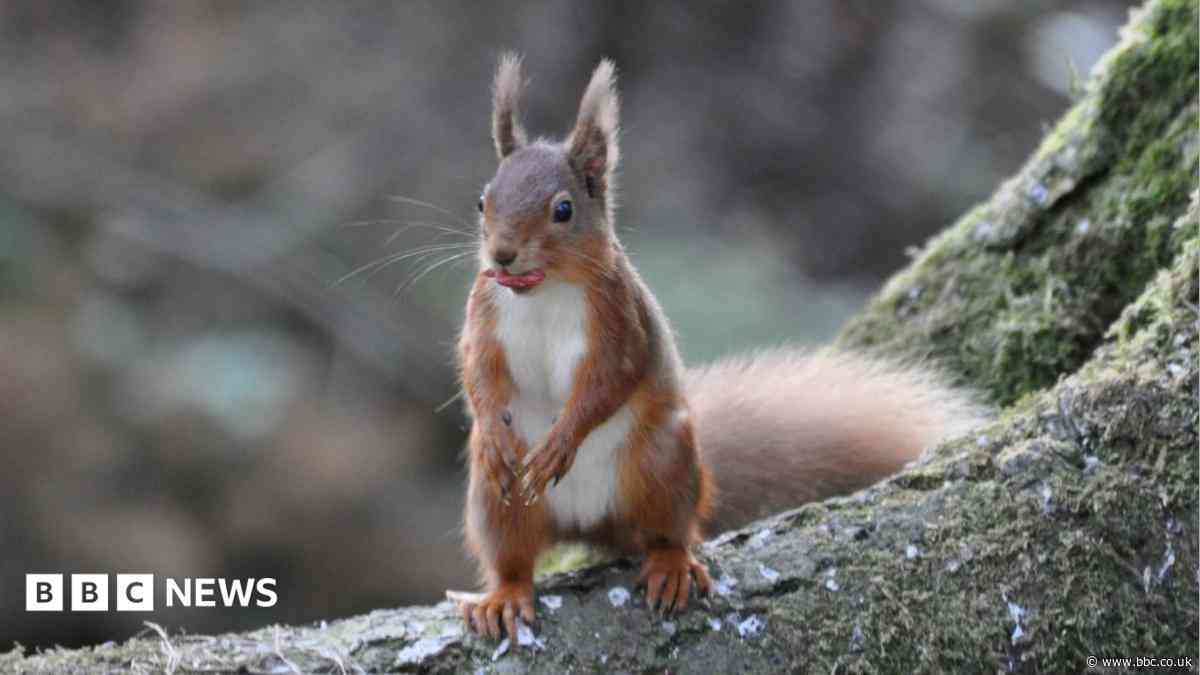 Red squirrel sightings on the rise after storm