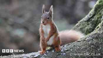 Red squirrel sightings on the rise after storm