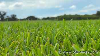 Manatee County sod farm grows one-of-a-kind fusion grass blend