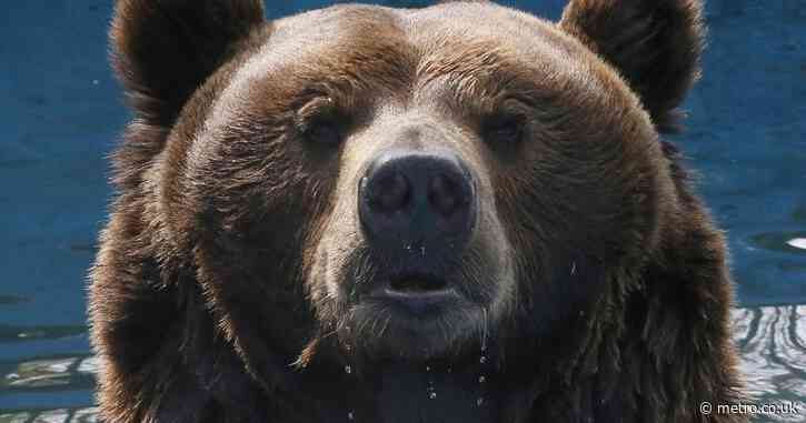Boy saved from bear attack after mobile phone exploded as he was mauled by predator
