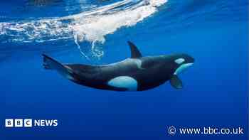 Orca found in Uist 'one of oldest males ever recorded' say scientists