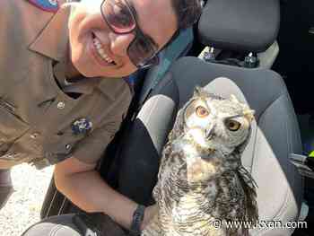 Injured owl saved by Texas DPS trooper near Van Horn