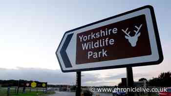 Police update on tiger's condition after fatal attack at Yorkshire Wildlife Park