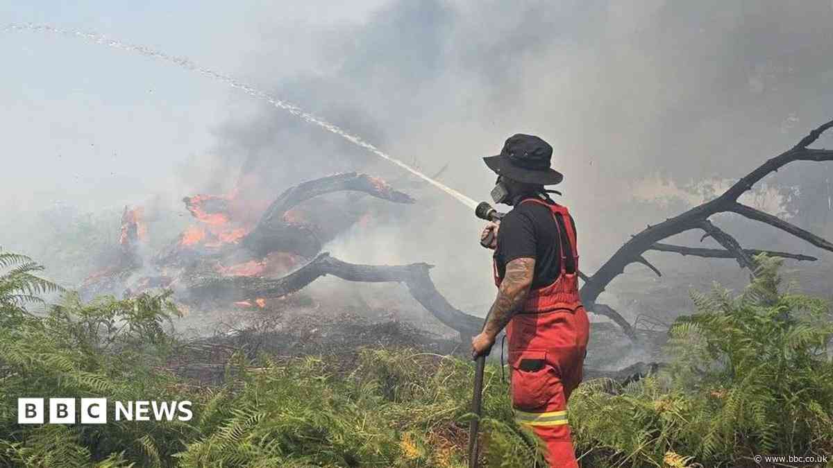 New Forest wildfire cost estimated at £600,000