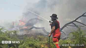 New Forest wildfire cost estimated at £600,000