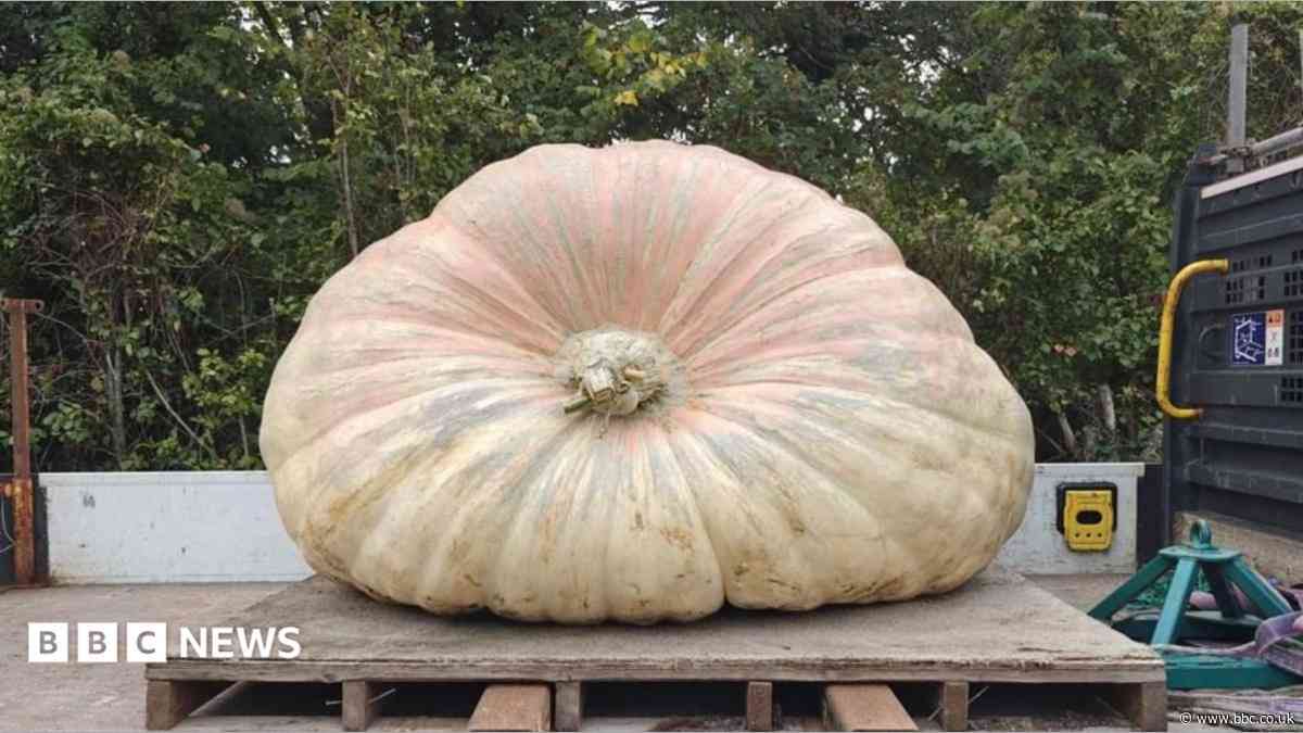 South weekly quiz: How heavy is the record-breaking pumpkin?