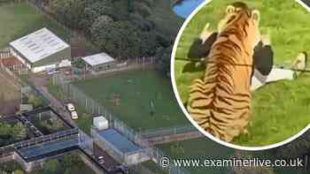 Yorkshire Wildlife Park visitors 'upset' as man mauled to death by tiger after 'jumping in'