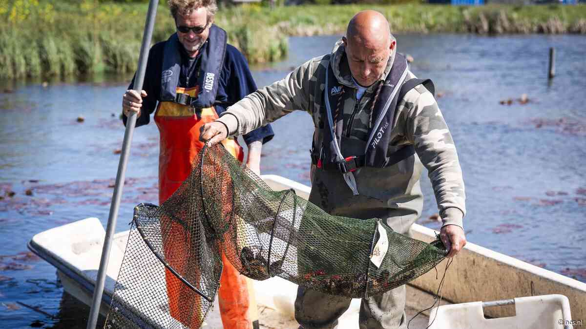 Ook hobbyvisser ingezet om schadelijke rivierkreeften weg te krijgen