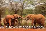 Wild Elephants Use 41 Different Gestures to Tell Others to "Move Away" or "Stop That"&nbsp;