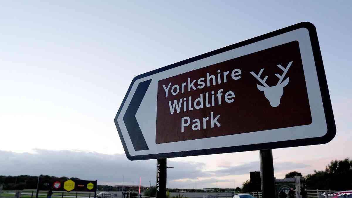 Tragischer Vorfall in England: Mann stirbt nach Tiger-Attacke in Zoo
