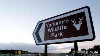 Tragischer Vorfall in England: Mann stirbt nach Tiger-Attacke in Zoo
