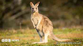 'Tropical jungle' of wallabies, porcupines and parrots must move after neighbours complain