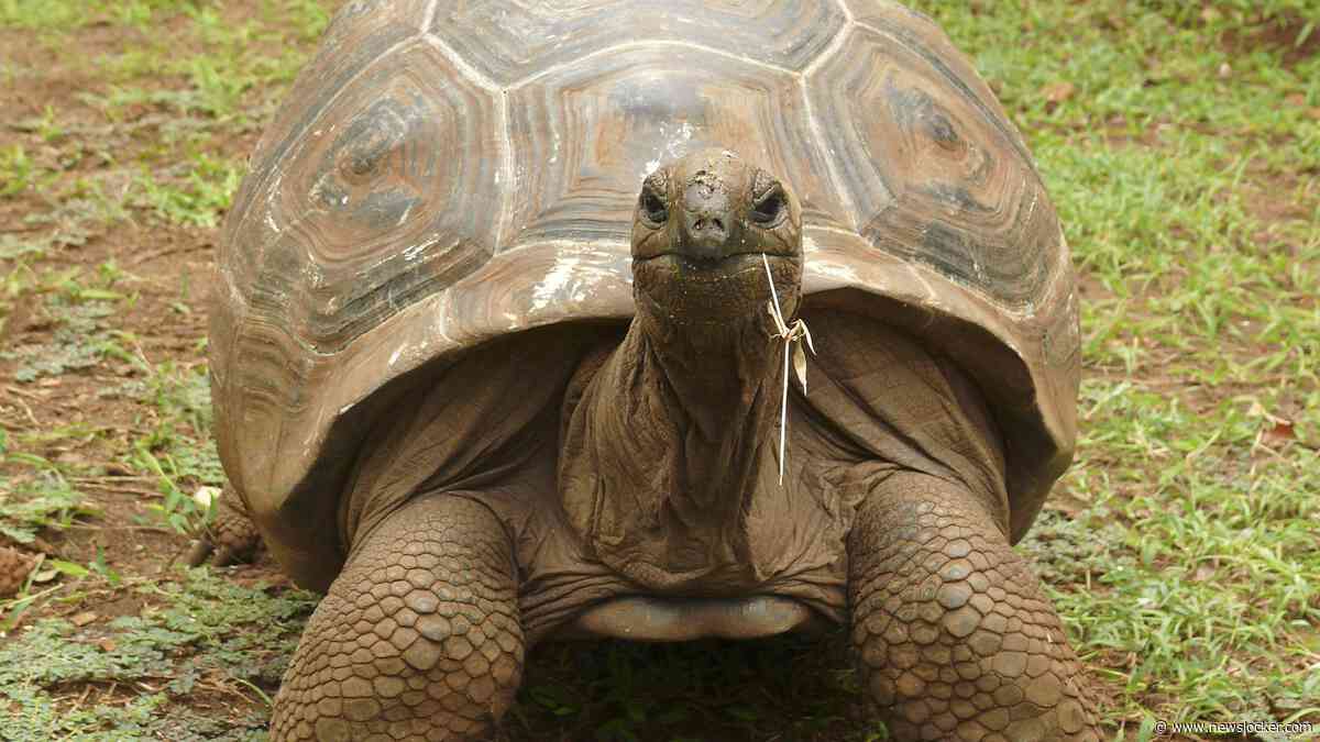 Op Seychellen nu meer reuzenschildpadden dan mensen: populatie explodeert naar 180.000