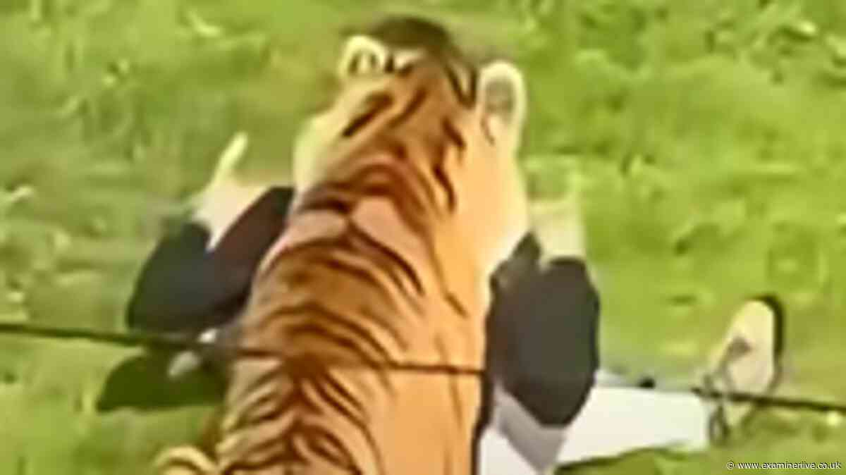 Man mauled by tiger 'dancing happily with AirPods in' before 'wanting to play'