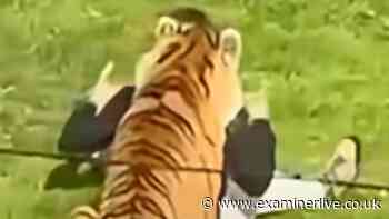 Man mauled by tiger 'dancing happily with AirPods in' before 'wanting to play'