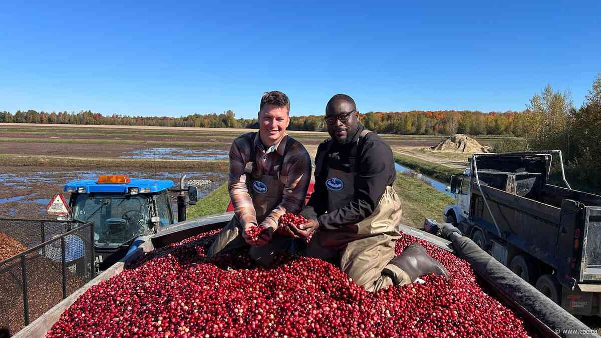 Inside a Quebec cranberry bog