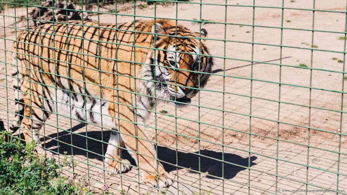 Yorkshire Wildlife Park witnesses describe man's tragic last moments before tiger mauling