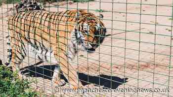 Yorkshire Wildlife Park witnesses describe man's tragic last moments before tiger mauling