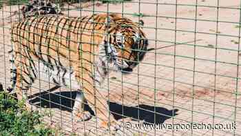 Man 'dancing happily with AirPods in' before fatal tiger attack at Yorkshire Wildlife Park