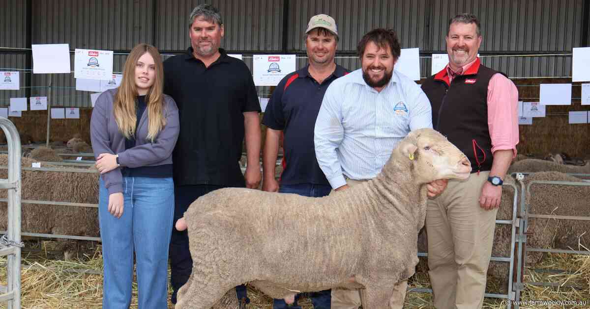 Volume buyers step up, as Seymour Park ram sale produces stellar result