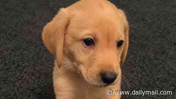 Fed up of puddles on the floor and barks at the wind? Dog lovers can now pay £15,000 for a pre-trained six-month-old pup