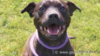 Images show how 'emaciated' staffie was nursed back to health after cruelty from now banned owner