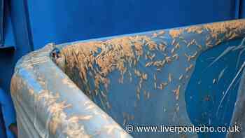 Stop flies and maggots from infesting bins with 2 simple household items