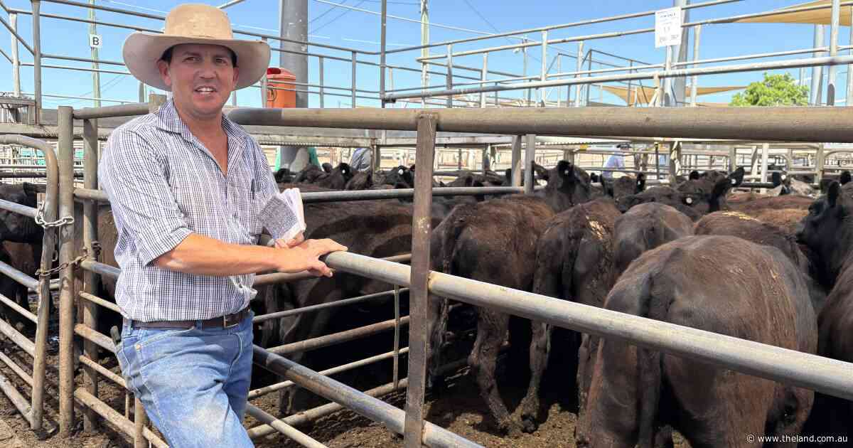 Strong competition drives Dubbo feature female sale to $3400 high