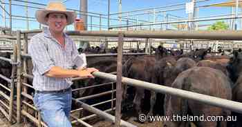 Strong competition drives Dubbo feature female sale to $3400 high